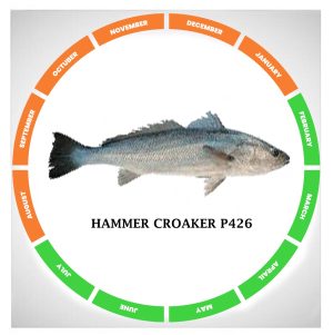 Hammer croaker