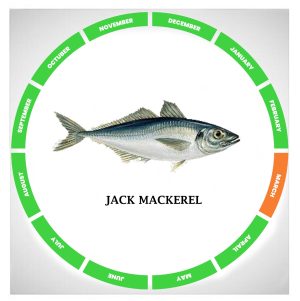 Jack mackerel