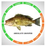 Areolate grouper