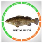 Duskytail grouper