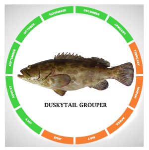 Duskytail grouper