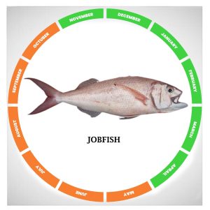 Jobfish