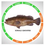 Somali grouper