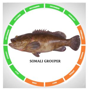 Somali grouper