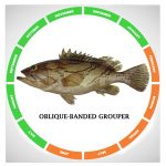 Ooblique-banded grouper