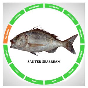 Santer seabream