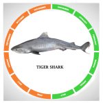 Tiger shark