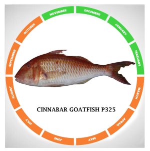 Cinnabar goatfish