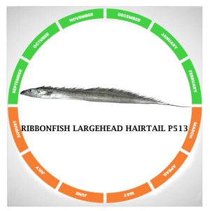 Ribbonfish largehead hairtail