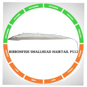 Ribbonfish smallhead hairtail
