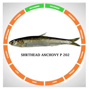 Shrthead anchovy p