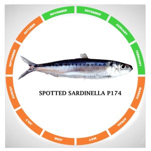 Spotted sardinella