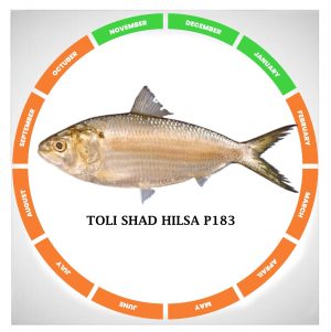 Toli shad hilsa