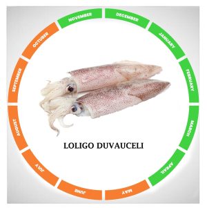 Loligo duvauceli