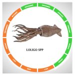 Loligo spp
