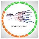 Octopus vulgaris