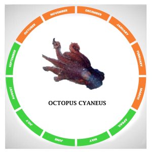 Octopus cyaneus