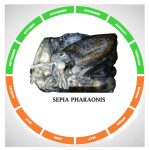 Sepia pharaonis