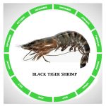 Black tiger shrimp