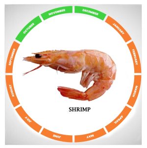 Shrimp