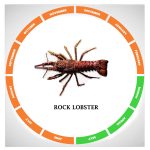 Rock lobster