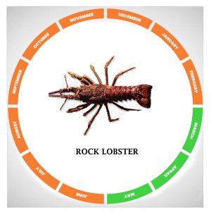 Rock lobster