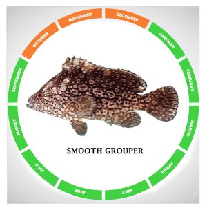 Smooth grouper