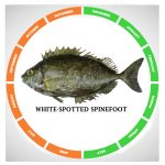White-spotted spinefoot