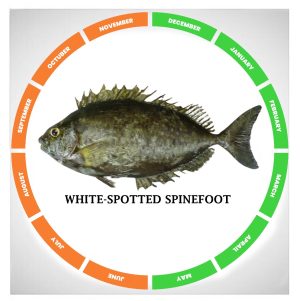 White-spotted spinefoot