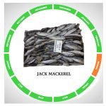 Indian mackerel