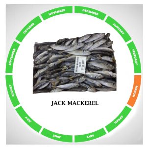 Indian mackerel
