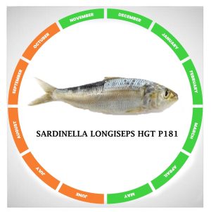 Sardinella longiseps hgt