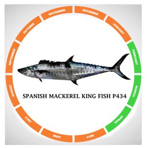 Spanish mackerel king fish