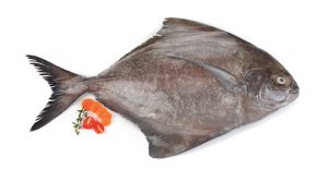 Black Pomfret(Paraspromateus Niger)