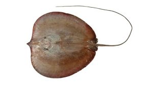 Brown Stingray(Himantura Walga)