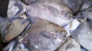Chinese Pomfret(Pampus Chinesis)