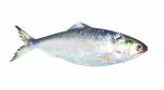 Hilsa Fish