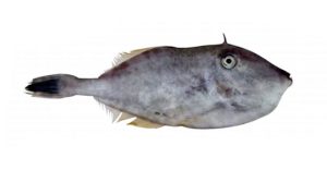 Leather Jacket(Alutera Monoceros)