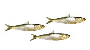Oil Sardine(Sardinella Longiceps)