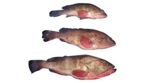 Reef Cod(Epinephelus Tauvina)