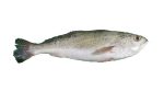 Silver Croaker Fish(Argyrosomus Argentatus)