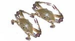 3 Spotted Crab(Portunus Sanguinolentus)