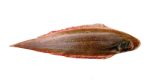 Tongue Sole Fish(Cynoglossus SPP)
